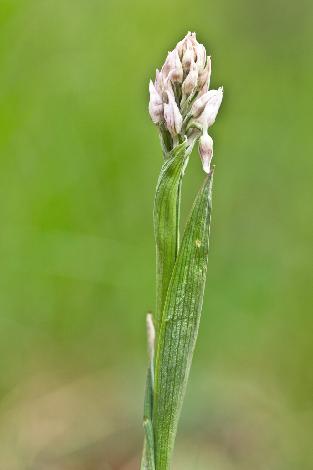 Neotinea tridentata